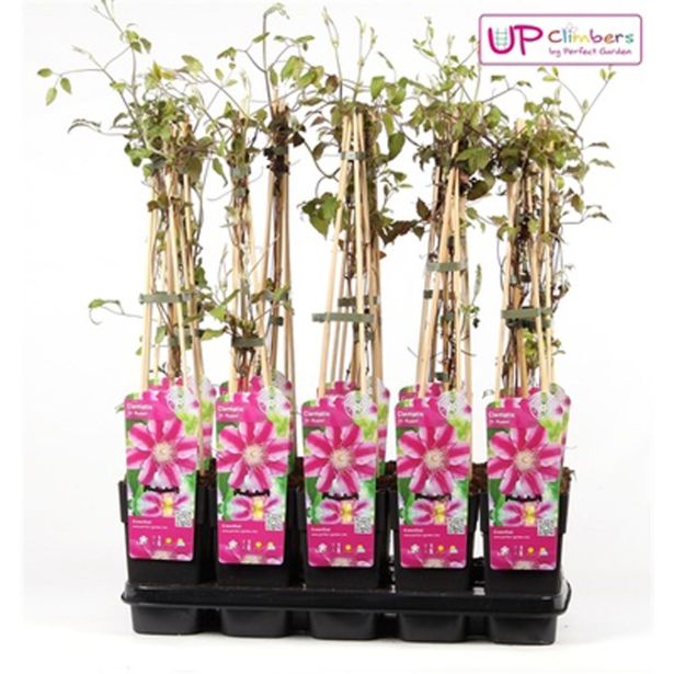 VZPENJALKA SROBOT 'DR RUPPEL' L15