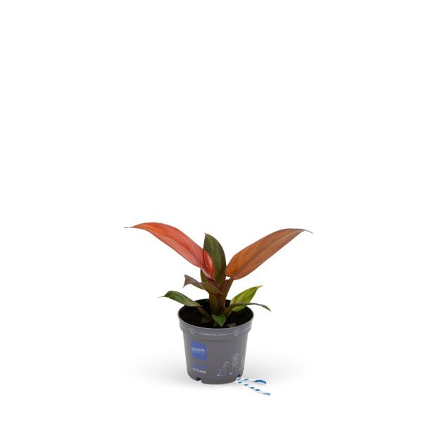 FILODENDRON STARFIRE L9