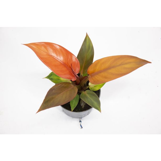 FILODENDRON STARFIRE L9