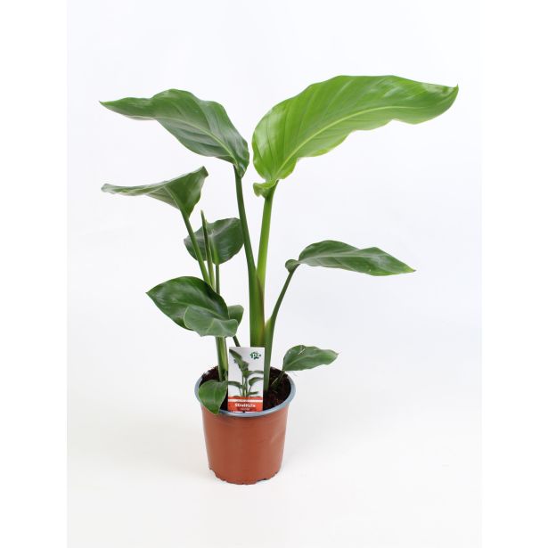 STRELICIJA NICOLAI L13