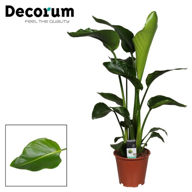 STRELICIJA NICOLAI L19