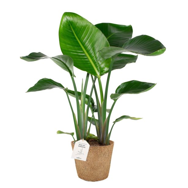 STRELICIJA NICOLAI L21