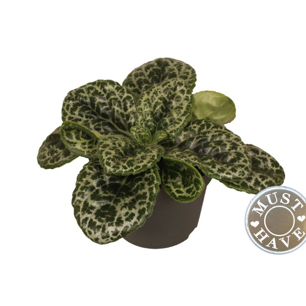 CVETOČA SOBNA RASTLINA STREPTOKARPUS MIX L17