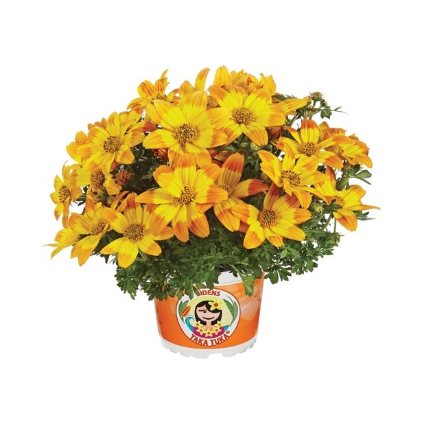 STRUKTURNA CVETOČA RASTL. VOLMARY BIDENS COMPACT COLOURS TAKA TUKA L12