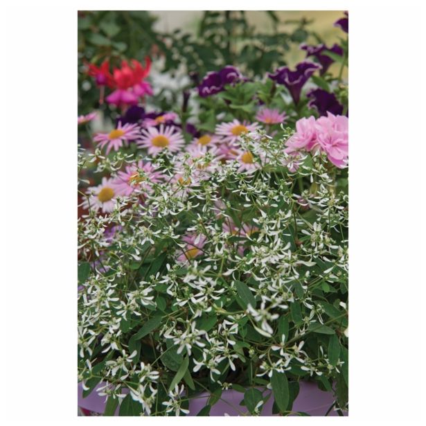 STRUKTURNA CVETOČA RASTL. VOLMARY CHAMAESYCE HYPERICIFOLIA WHITE L12