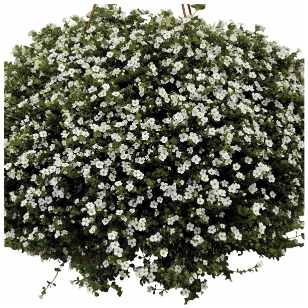 STRUKTURNA CVETOČA RASTL. VOLMARY SUTERA DIFFUSUS BARISTO L12