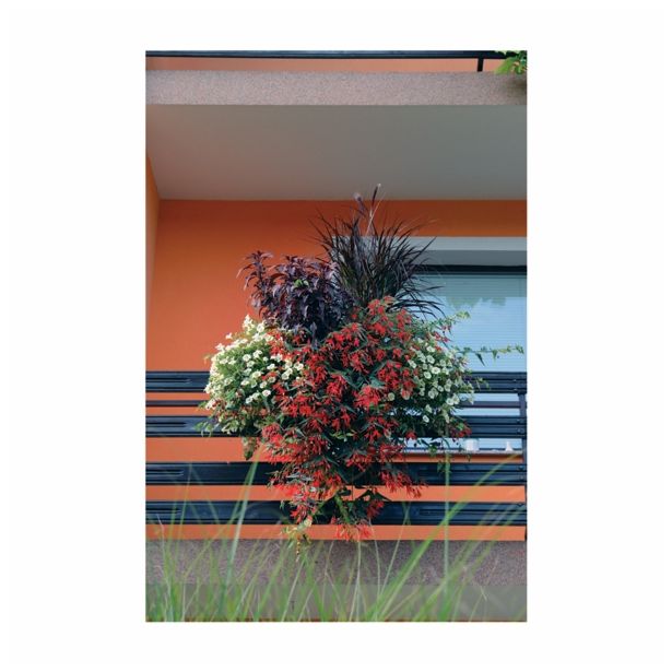 STRUKTURNA NECVETOČA RAS. COLEUS X BLUMEI L12