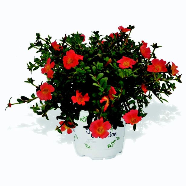 MIX STRUKTURNIH RASTLIN G.C. VEČ VRST L10.5