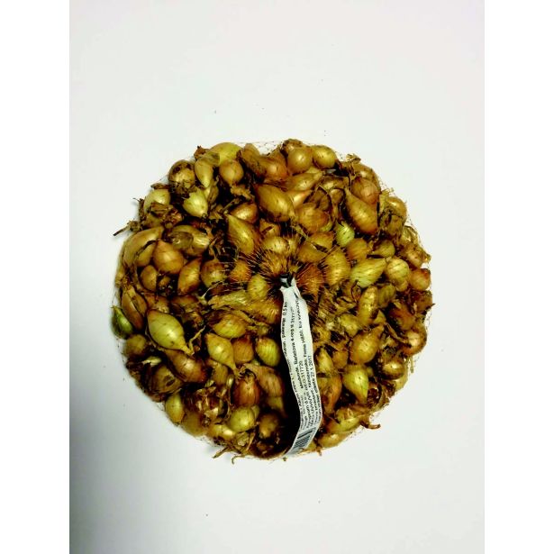 ČEBULČEK SYMBIOTICA STURON 500 G