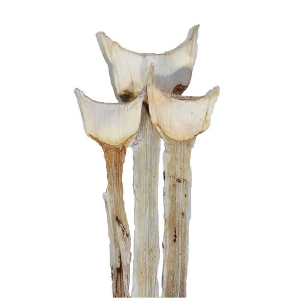 SUHO CVETJE AGAVA SPECIAL BARVANA 3KOS