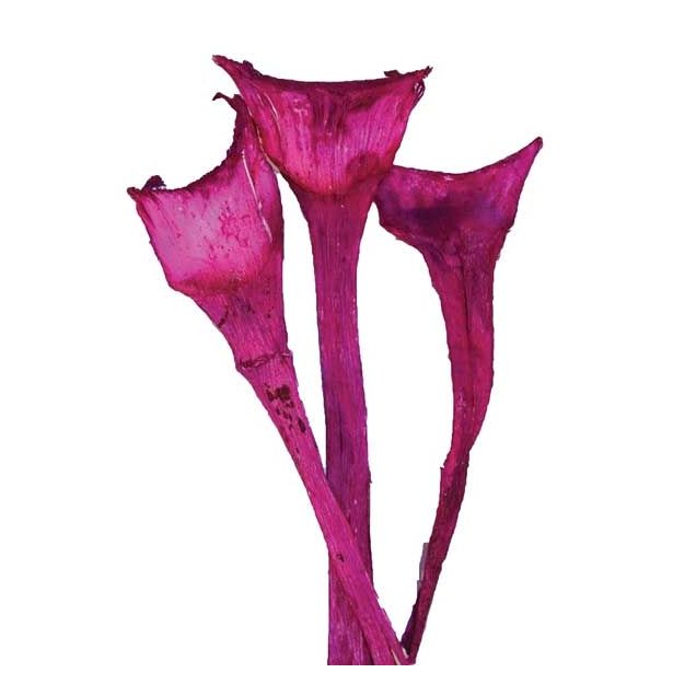 SUHO CVETJE AGAVA SPECIAL BARVANA 3KOS