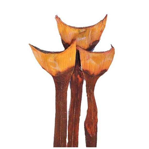 SUHO CVETJE AGAVA SPECIAL BARVANA 3KOS