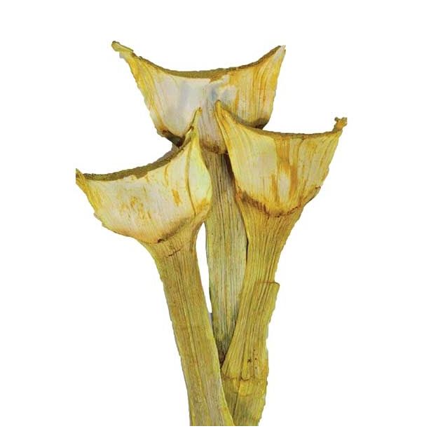 SUHO CVETJE AGAVA SPECIAL BARVANA 3KOS