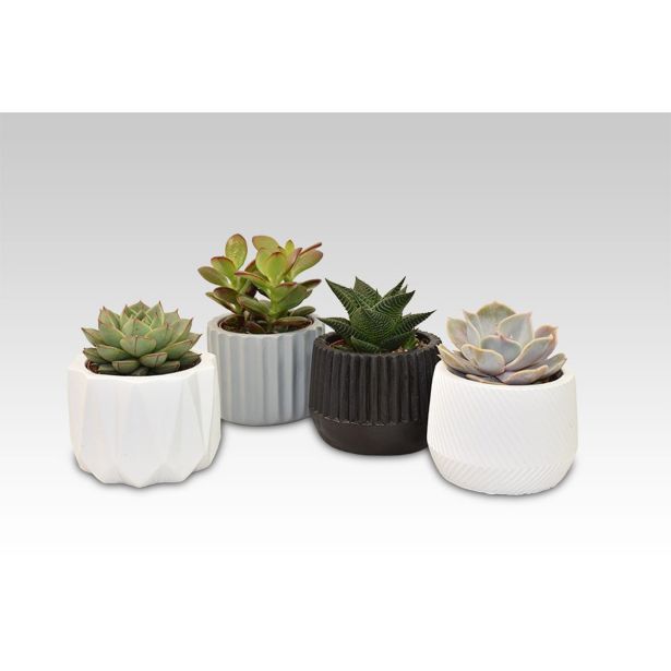 SUKULENT MIX V OKR. LONCU L6