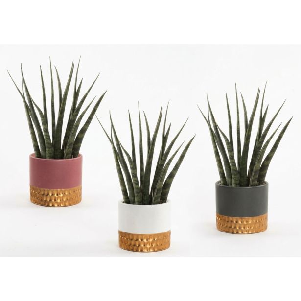 SUKULENT SANSEVIERIA V OKRAS. LON. L9 CM