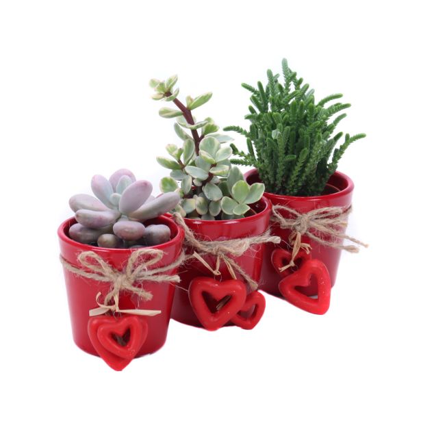 SUKULENT V OKRAS. LON. SRČEK L6 CM