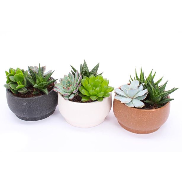 SUKULENT V OKRASNI POSODI CHENNAI L15 CM