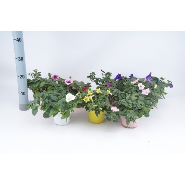 SURFINIJA SURFINIA L10