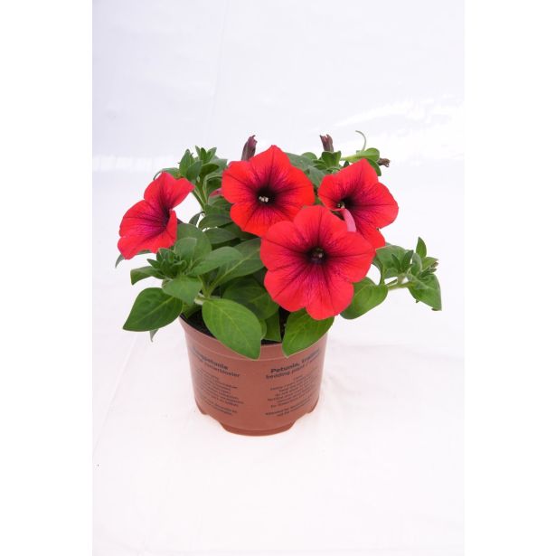 SURFINIJA SURFINIA L10