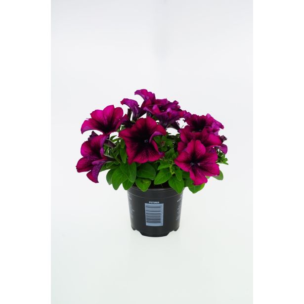 SURFINIJA SURFINIA L10