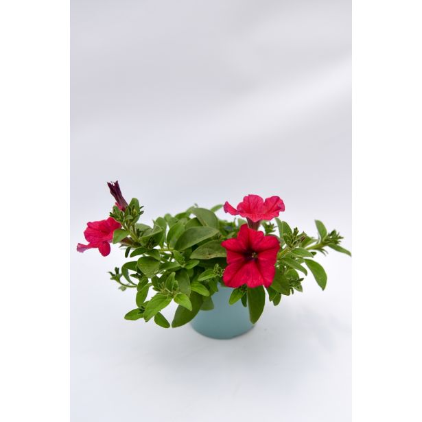 SURFINIJA SURFINIA L10