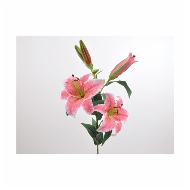 SVILENO CVETJE LILIJA ORIENTAL X 5