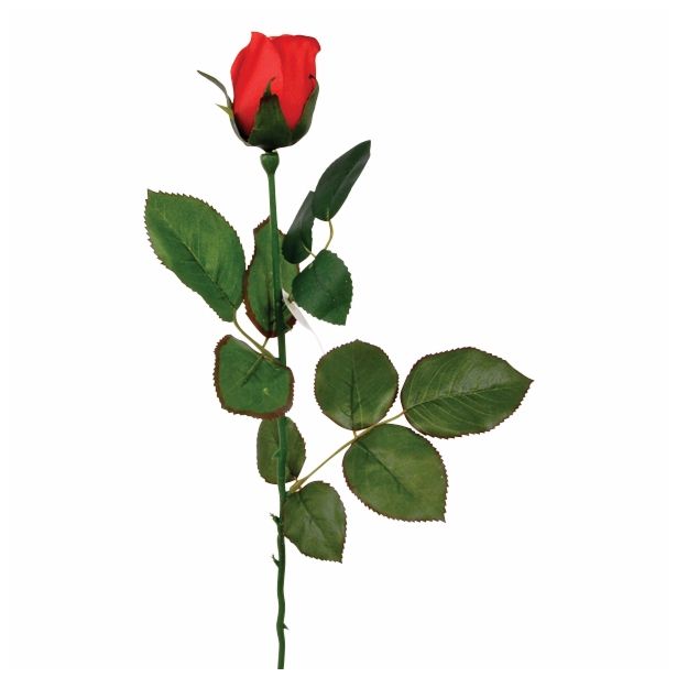 SVILENO CVETJE VRTNICA ENOJNA RDEČA