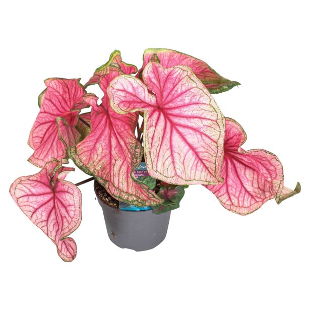 KALADIJ SWEETHEART L13