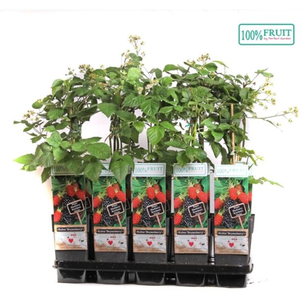 JAGODIČEVJE TAJBERI L15