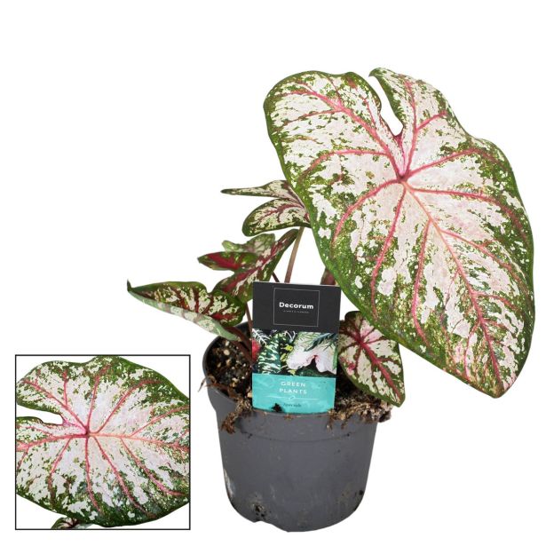 KALADIJ TAPESTRY L13