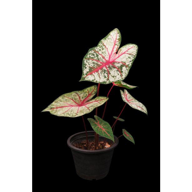 KALADIJ TAPESTRY L13