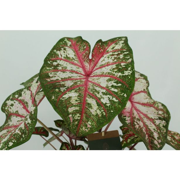 KALADIJ TAPESTRY L13