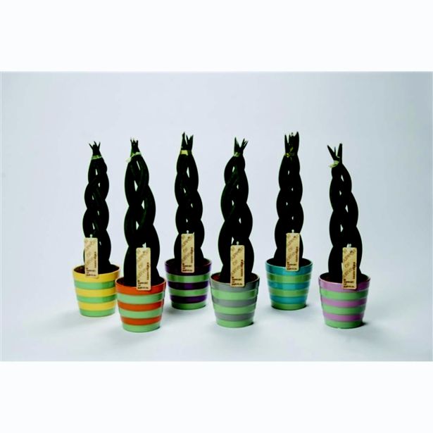 TAŠČIN JEZIK L10.5