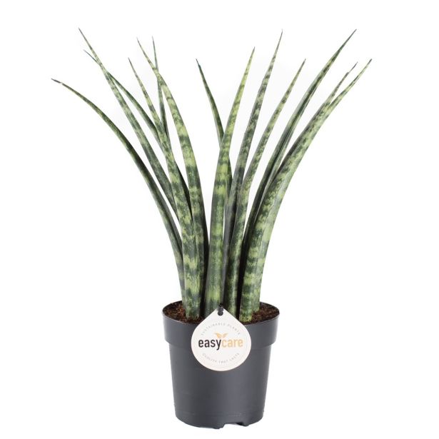 TAŠČIN JEZIK FERNWOOD L12