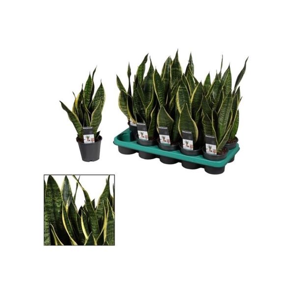 TAŠČIN JEZIK FUTURA SUPERBA L12 DECORUM