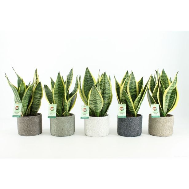 TAŠČIN JEZIK FUTURA SUPERBA V OKR. LONCU L14