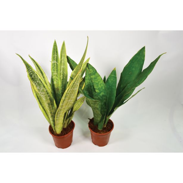 TAŠČIN JEZIK MIX L14