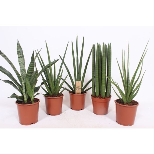 TAŠČIN JEZIK MIX L17