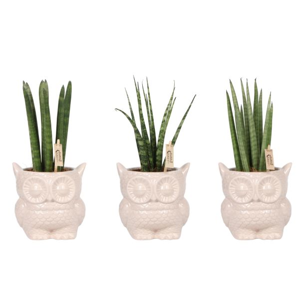 TAŠČIN JEZIK V OKRASNEM LONCU L9