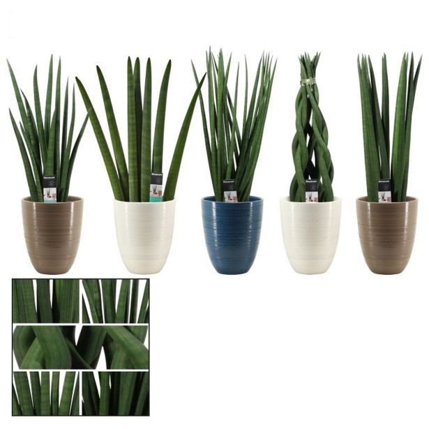 TAŠČIN JEZIK V OKRASNEM LONCU L14