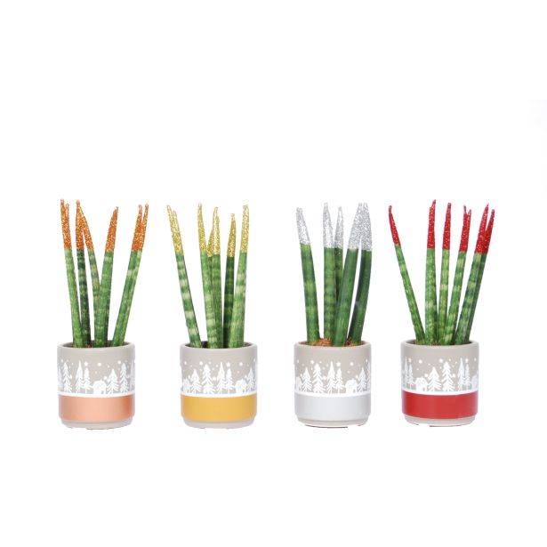 TAŠČIN JEZIK V OKRASNEM LONCU L6