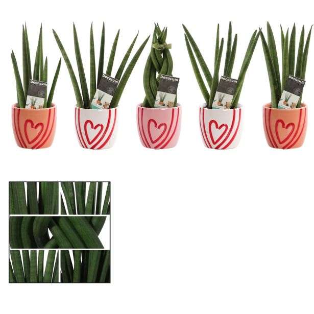 TAŠČIN JEZIK V OKRASNEM LONCU SRČEK L6