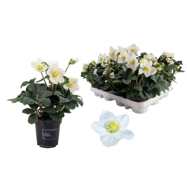 TELOH CHRISTMAS CAROL PREMIUM XL L9 CM