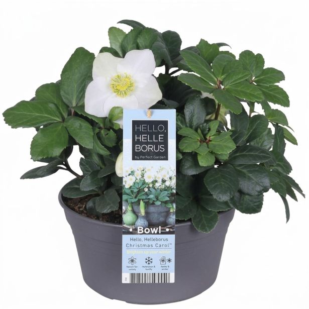TELOH HELLEBORUS NIGER C. CAROL V SKLEDI L19 CM