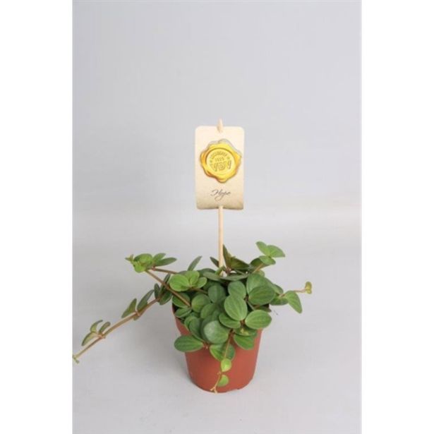 POPROVKA TETRAPHYLLA L12