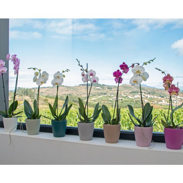 KERAMIČNI NOTRANJI LONEC THALIA 14 CM VIJOLIČEN