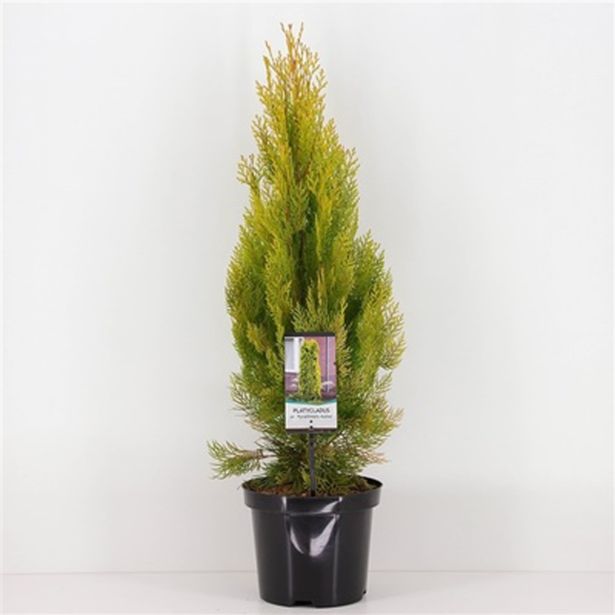 IGLAVEC THUJA PYRAMIDALIS AUREA L19