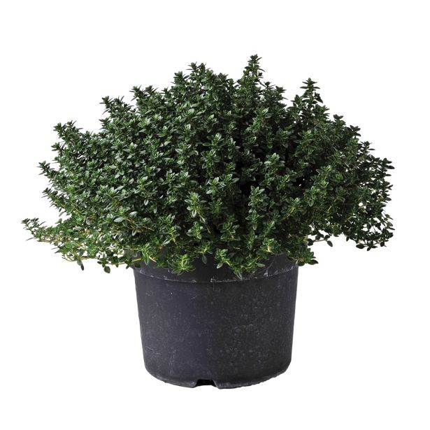 TIMIJAN CITRONASTI L19