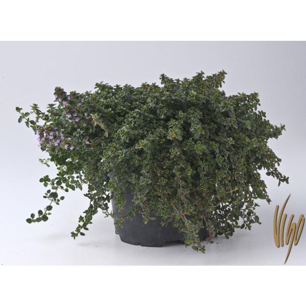 TIMIJAN DOONE VALLEY L14