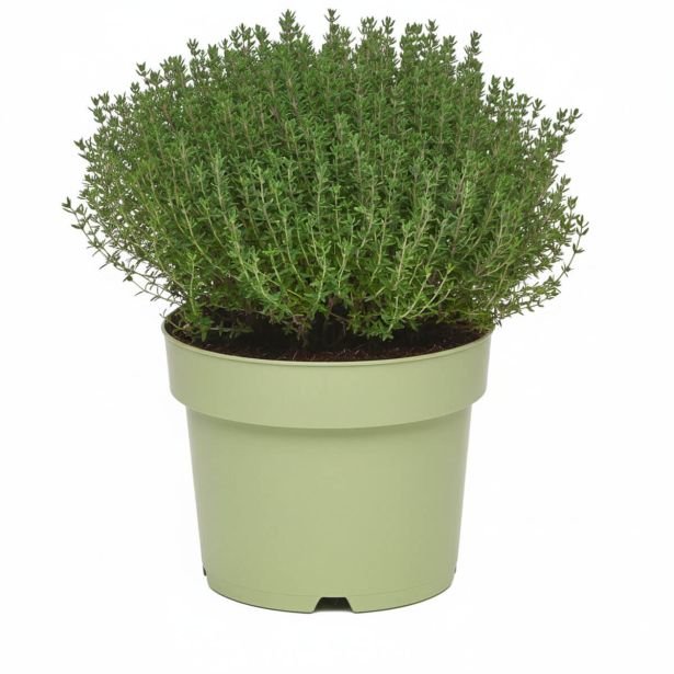 TIMIJAN TIMIJAN FAUSTINI L19